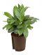 Scindapsus Treubii Dark plant
