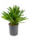 Epipremnum Pinnatum Global Green blad