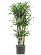 Epipremnum Pinnatum Global Green