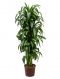 Epipremnum Pinnatum Global Green blad variegata