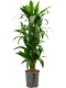 Solanum Evolvulifolium - P10