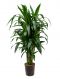 Syngonium Red Spot blad