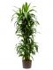 Dracaena janet craig