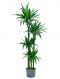 Epipremnum Pinnatum Global Green blad