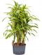 Epipremnum Pinnatum Global Green