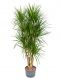 Dracaena marginata