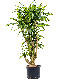 Syngonium Pink Splash