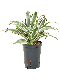 Epipremnum Pinnatum Global Green blad