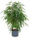 Ficus alii