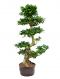 Ficus microcarpa compacta