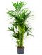 Kentia Palme hydrokulturpflanze