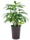 Rhapis excelsa hydrokulturpflanze