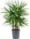 Philodendron Plowmanii