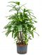 Rhapis excelsa