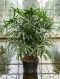 Scindapsus Treubii Dark plant