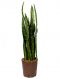 Sansevieria coral black hydrokulturpflanze