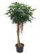 Epipremnum Pinnatum Global Green