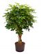 Schefflera arboricola