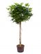 Syngonium Red Spot blad