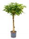 Schefflera gold capella
