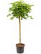 Epipremnum Pinnatum Global Green