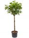 Philodendron Plowmanii