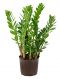 Epipremnum Pinnatum Global Green blad