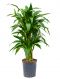 Dracaena janet craig