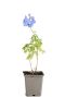 221 demfsblu - delphinium p m