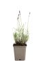 221 laahidco - lavandula ang