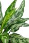 grün blatt einzigartiges Motiv