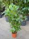 Scindapsus Treubii Dark plant