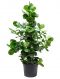 Scindapsus Treubii Dark plant