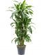 Scindapsus Treubii Dark plant