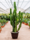 Epipremnum Pinnatum Global Green
