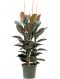 Syngonium Red Spot blad