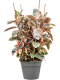 Hoya Krohniana Silver blad