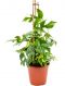 Philodendron Plowmanii