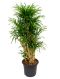 Scindapsus Treubii Dark plant