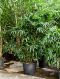 Rhapis excelsa