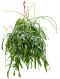 Rhipsalis ramaloris Korallenkaktus