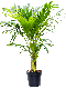 Monstera Siltepecana