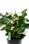 Anthurium weiße Blume