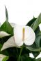 Anthurium weiße Blume