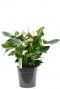 Anthurium weiße Blume