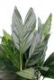 Hoya Krohniana Silver blad