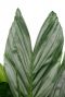 Hoya Krohniana Silver blad