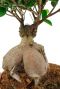 ficus ginseng stamm
