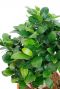 Ficus microcarpa ginseng blatt