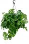 Monstera Monkey Mask